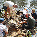 Basilosaurus Excavation