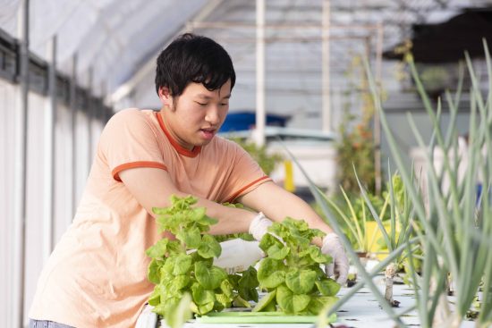 male intern manages pests on lettuce
