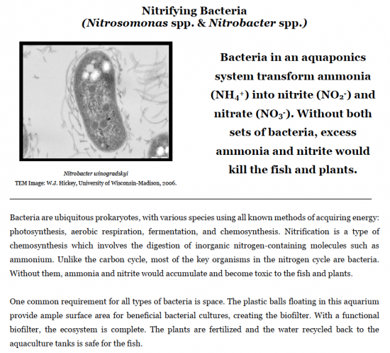 beneficial bacteria transform ammonia into nitrite and nitrate