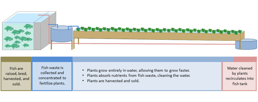 Fish are raised, bred, harvested and sold. Waste water from fish tank is collected and concentrated to fertilize plants. Plants grown entirely in water grow faster, absorbing nutrients from fish waste while cleaning the water. Plants are harvested and sold. Water cleaned by plants recirculates back to fish tank.