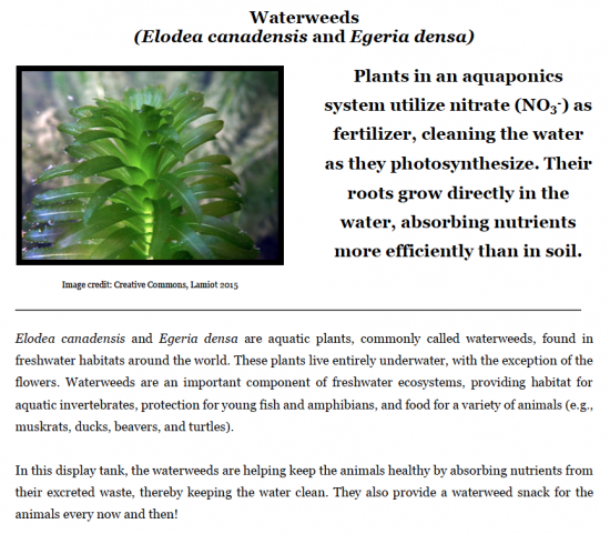 waterweeds and other plants absorb the nitrate, cleaning the water